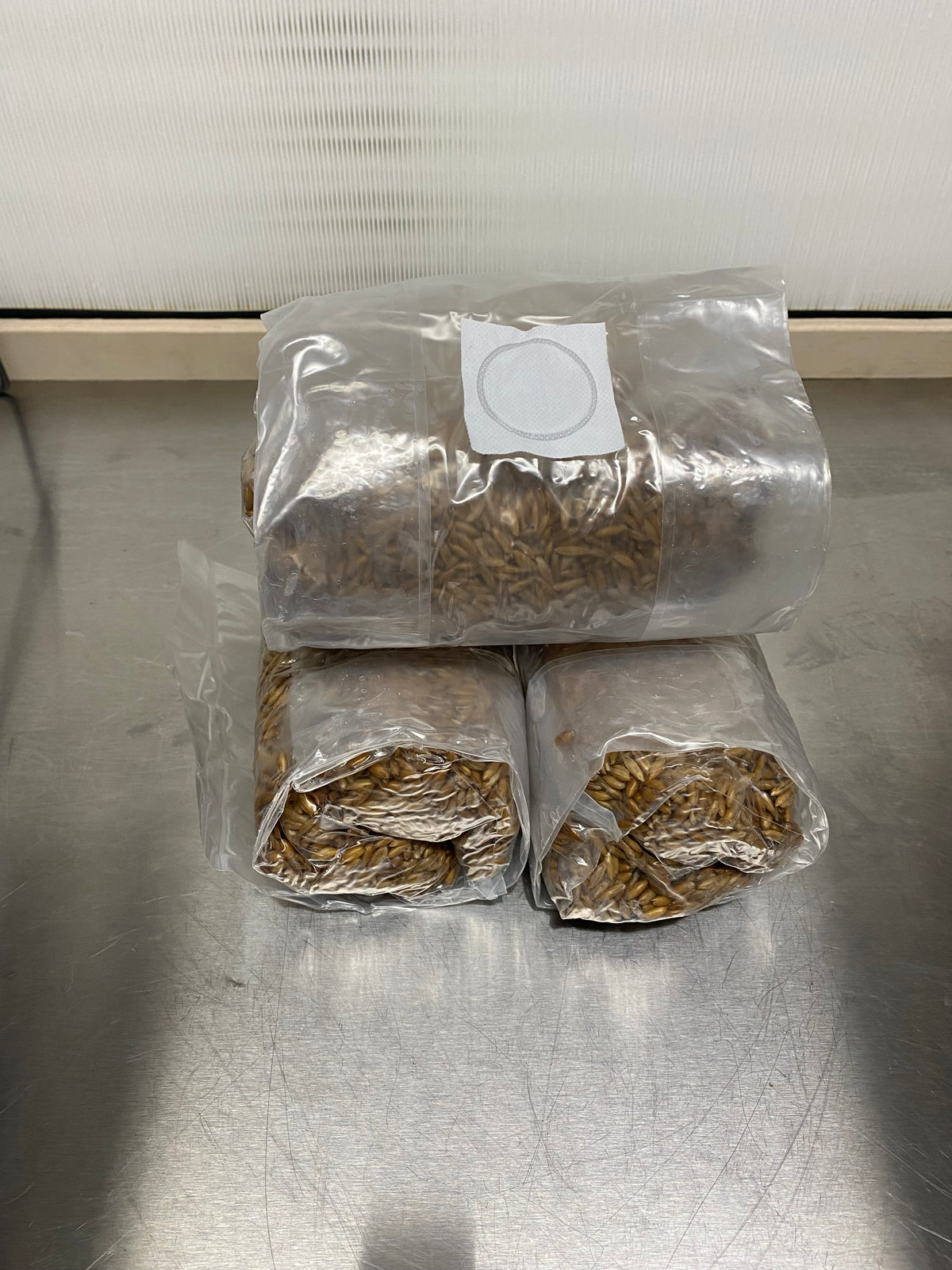 Sterilized grain bags prepared on the lab bench