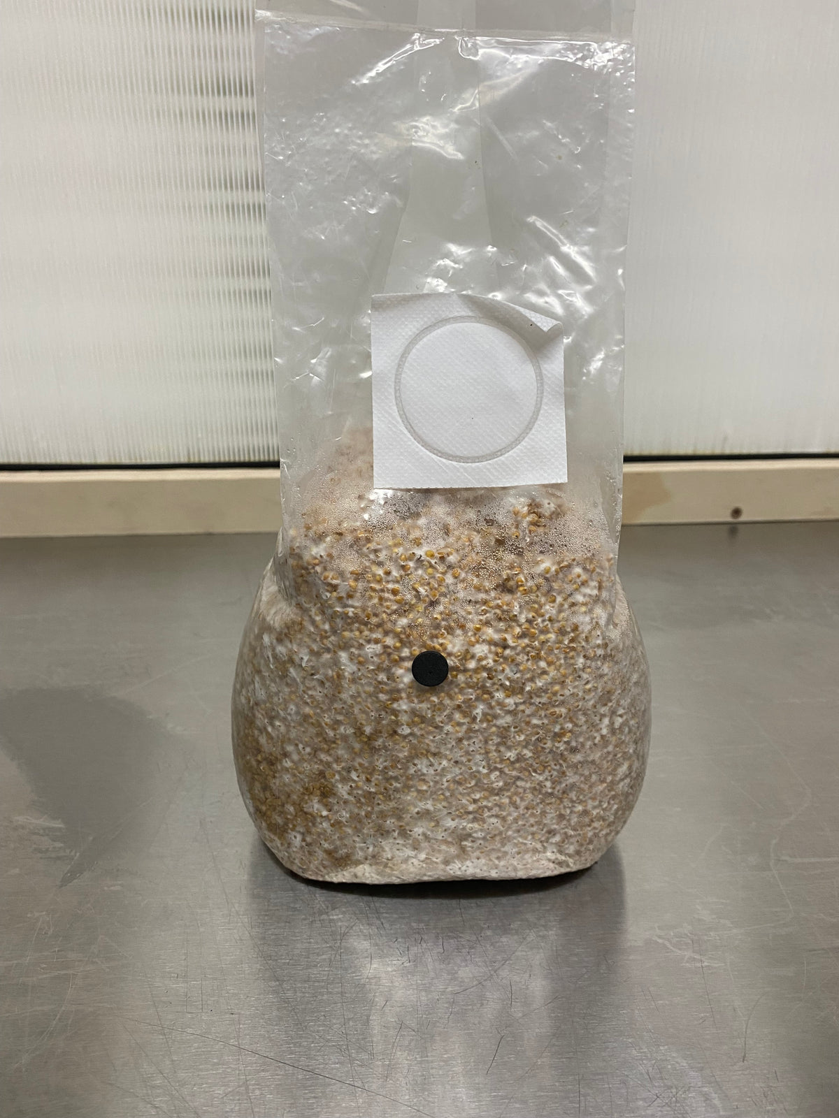 Fully colonized grain spawn