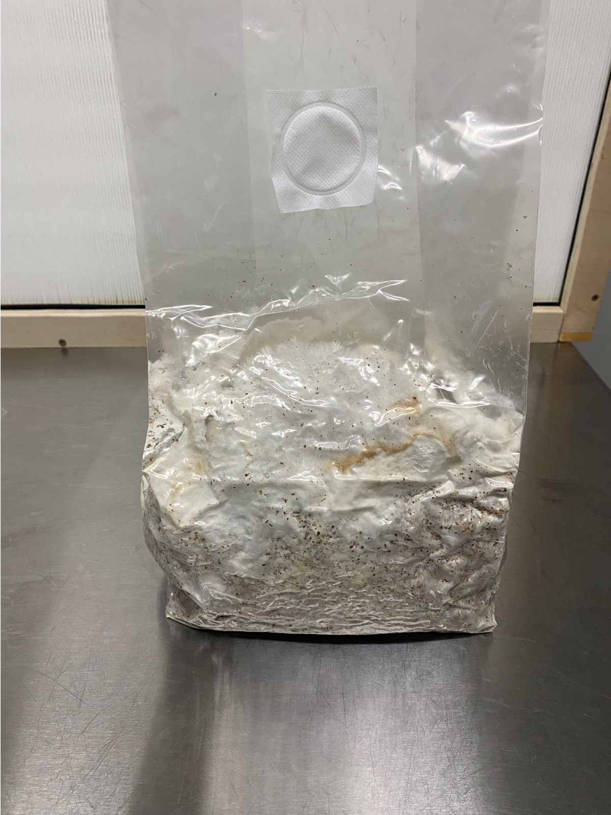 An all-in-one grow bag on the bench in front of a laminar flow hood