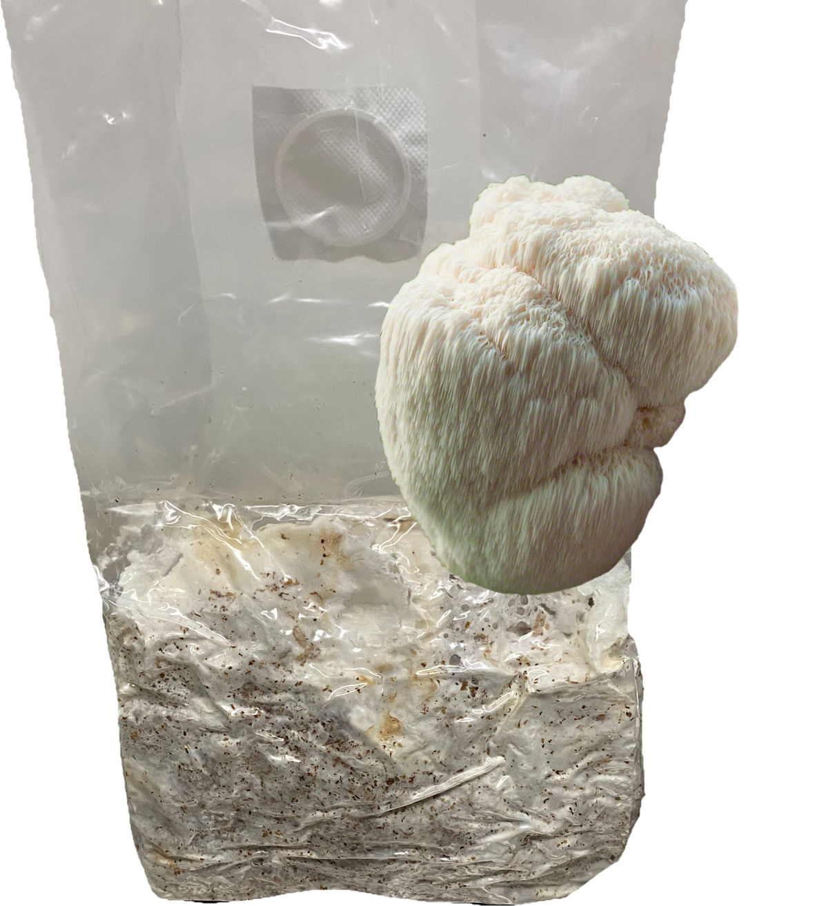 Lion's Mane All-In-One Grow Bag