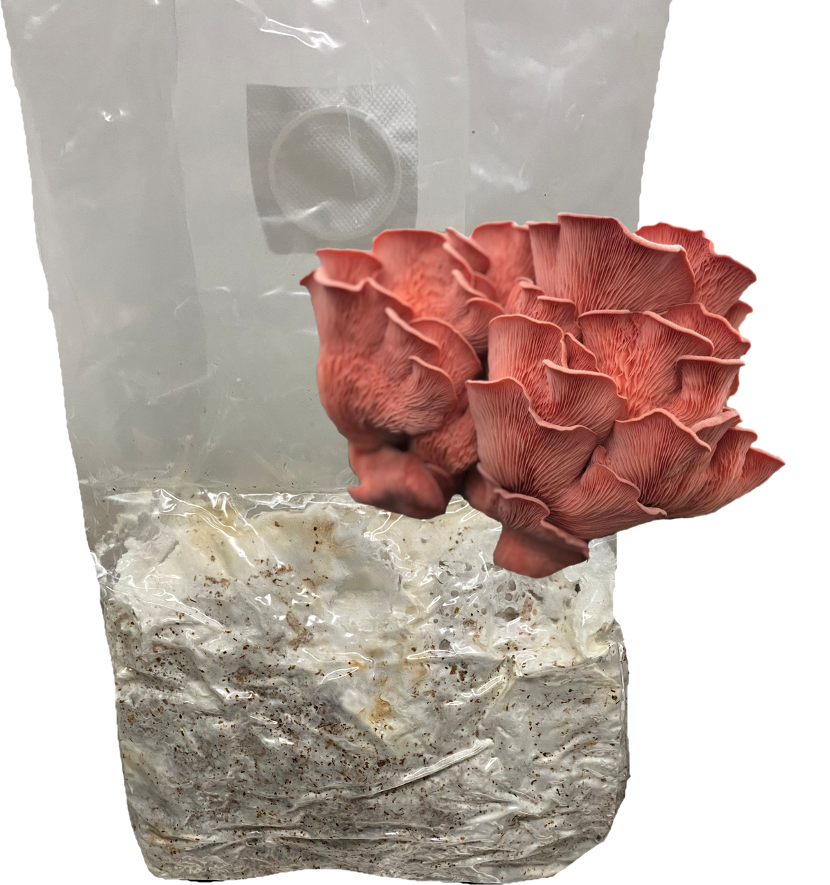 Pink Oyster All-In-One Grow Bag