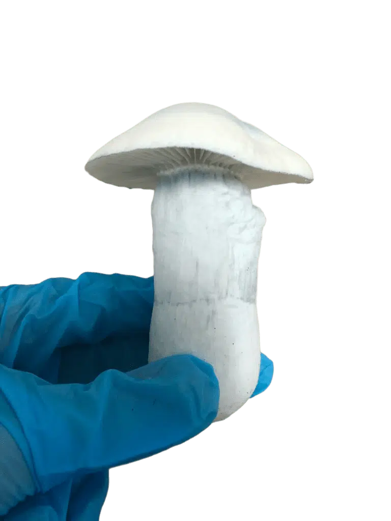 Mushrooms fruiting