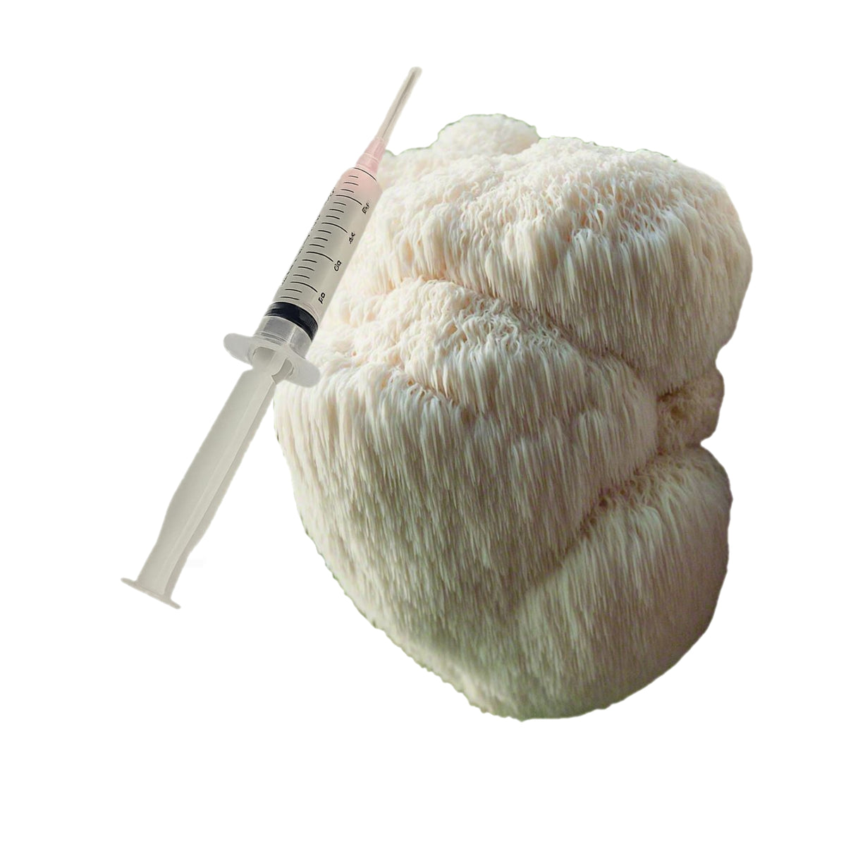 Lions Mane Mushroom Liquid Culture